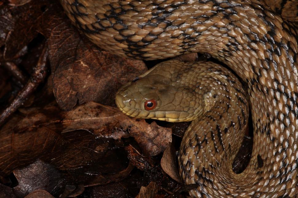 Free Image of Diamondback Watersnake 