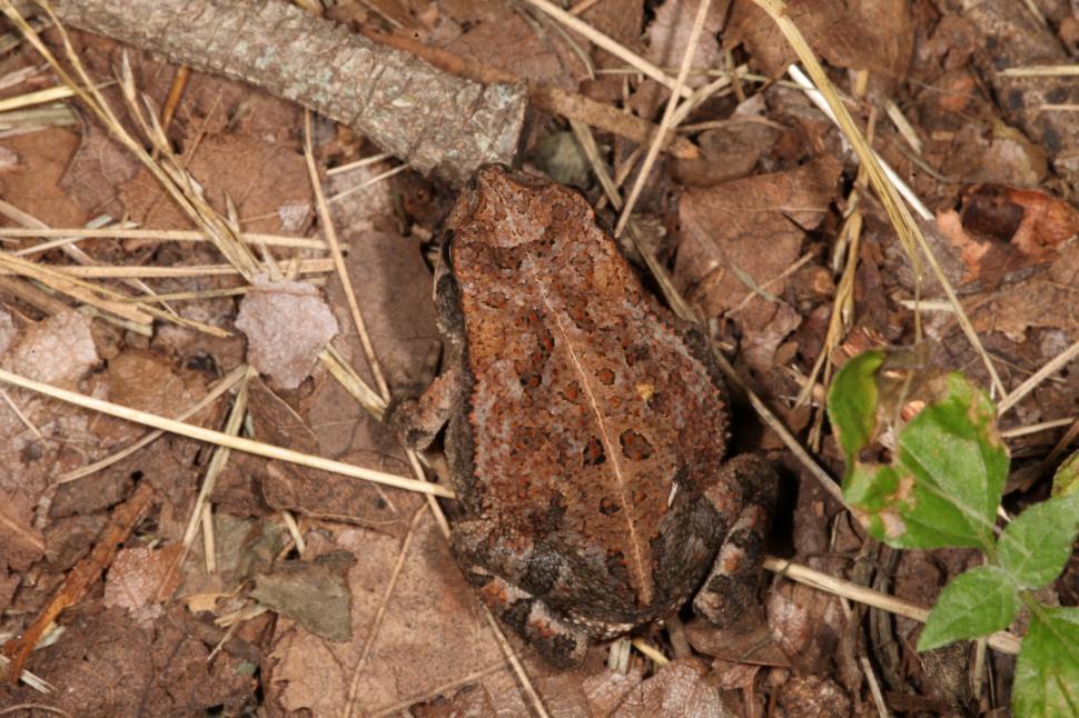 Free Image of Toad 
