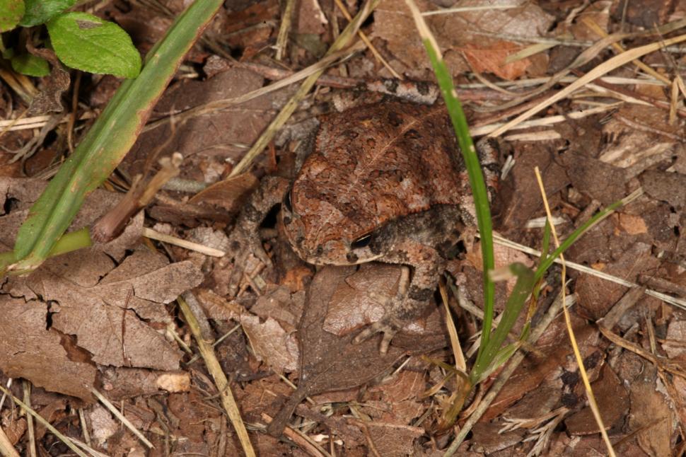 Free Image of Toad 