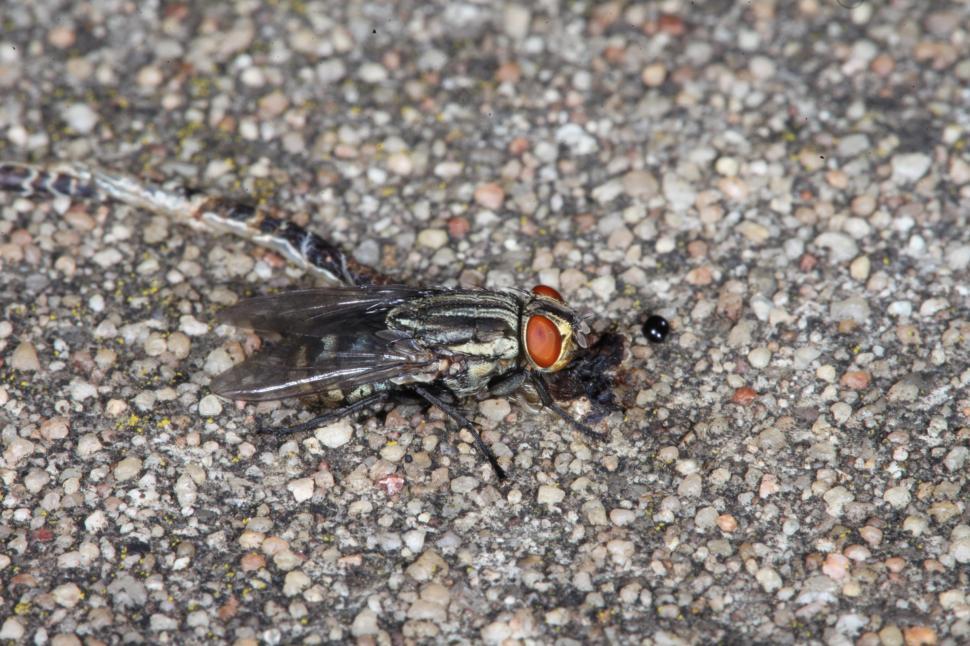 Free Image of Fly Macro 