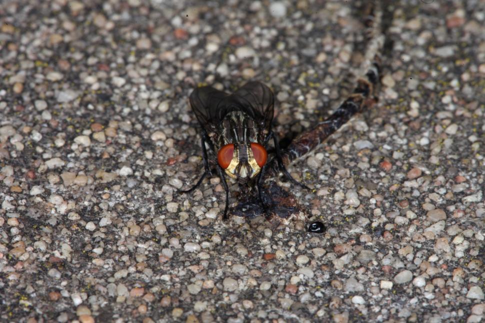 Free Image of Fly Macro 