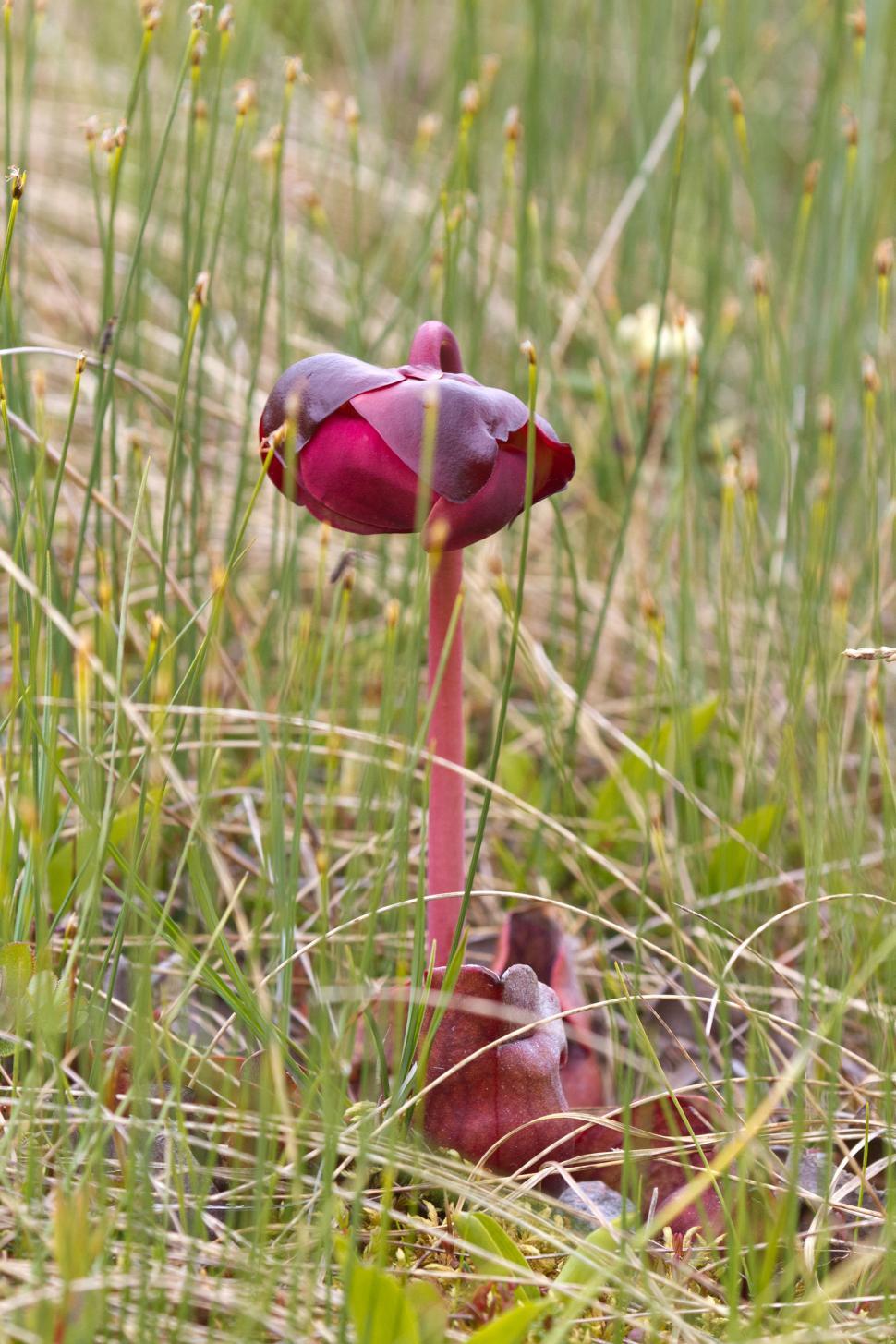 Free Image of Pitcher Plant 
