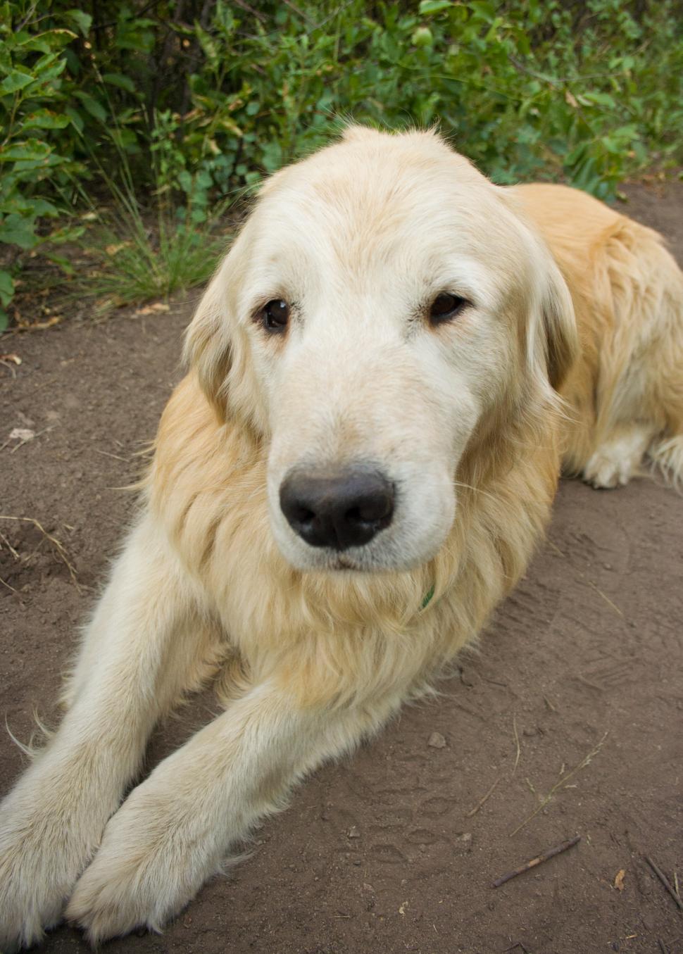Free Image of Waiting Golden Retreiver 