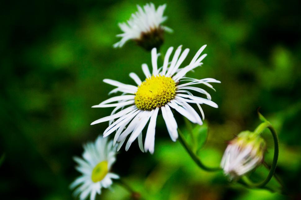 Free Image of Close-Up of Flower With Blurry Background 