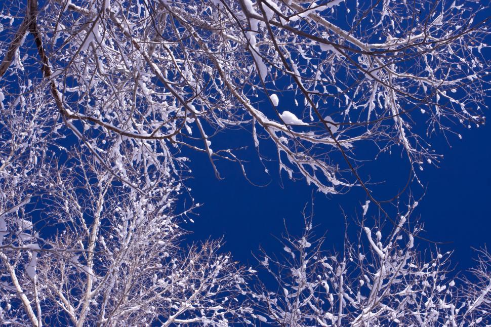 Free Image of white snowy branches 