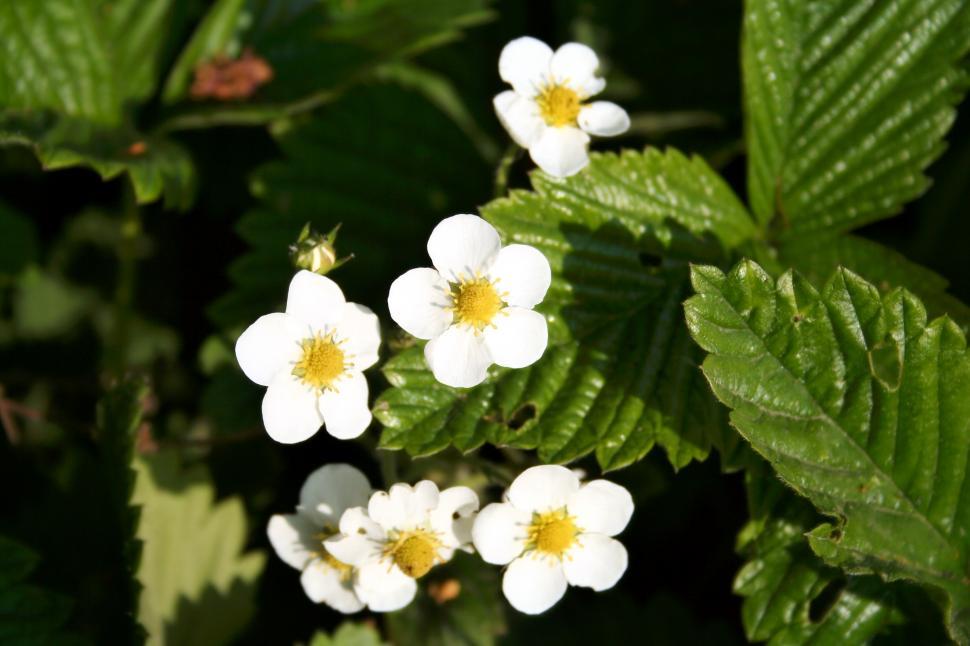 Free Image of Strawbwerry flowers 