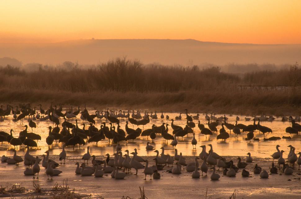 Free Image of Flightless steamer ducks 