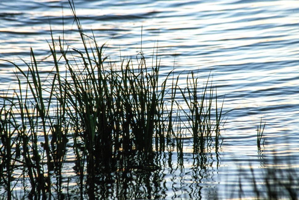 Free Image of Seagrass 