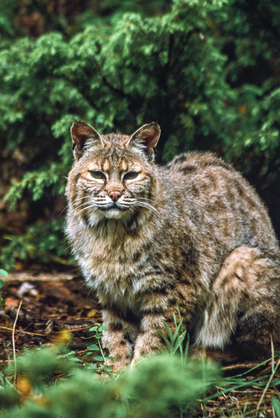 Free Image of Bobcat 