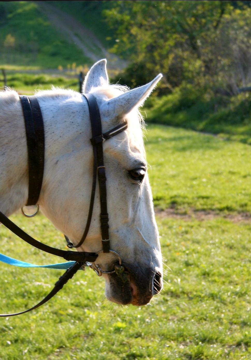 Free Image of White horse 