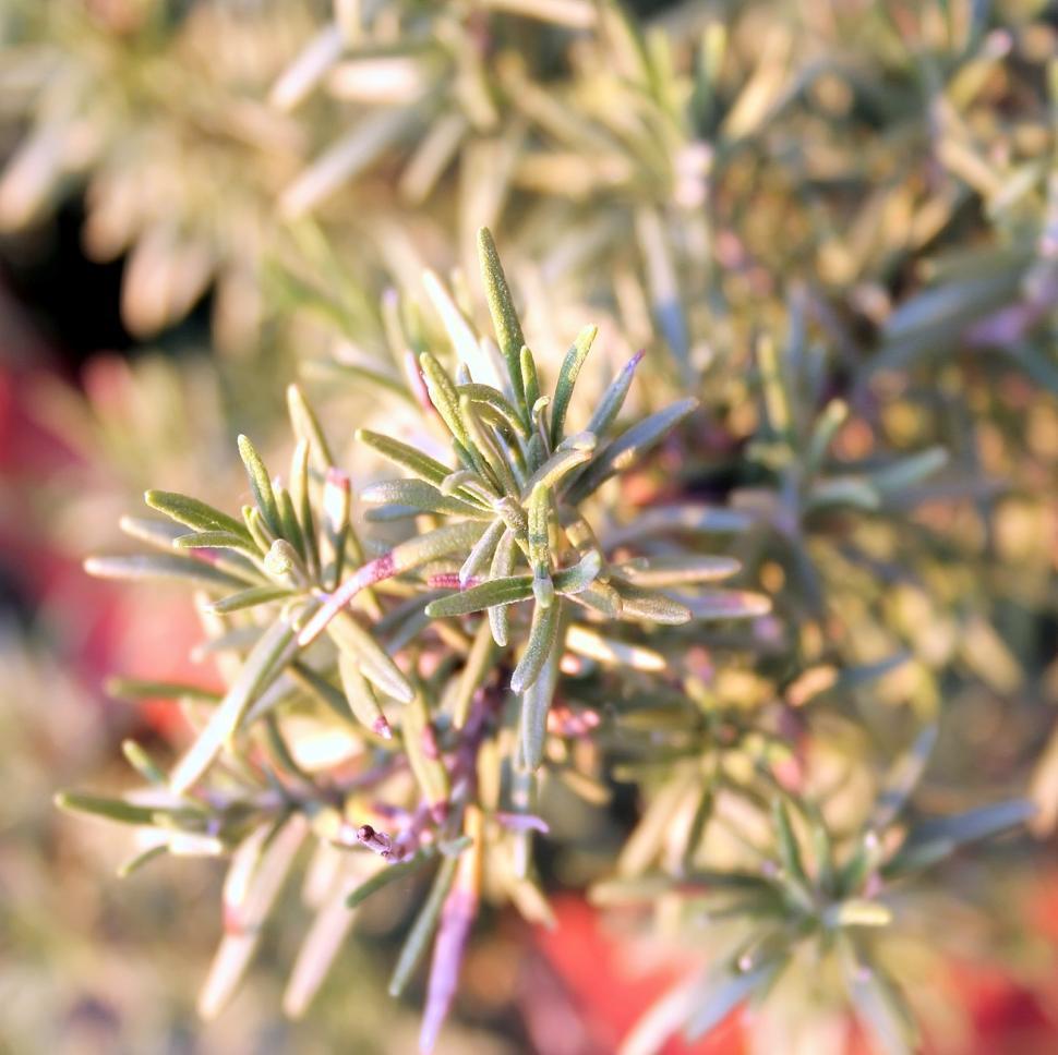 Free Image of Rosemary 