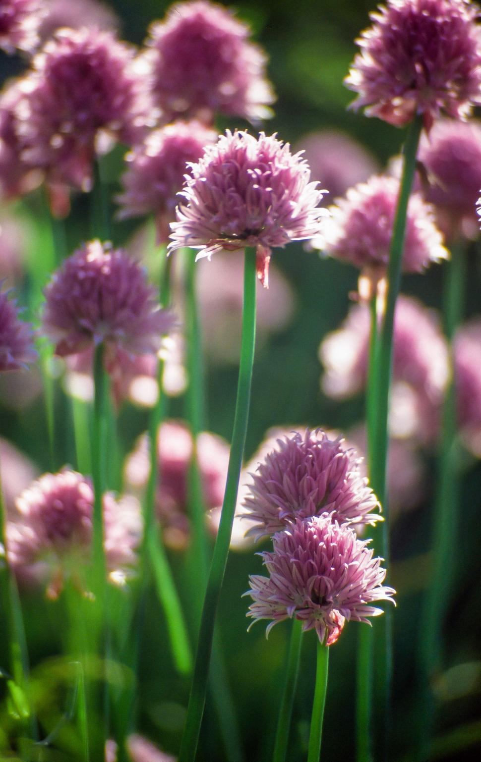 Free Image of Thistle Flowers 