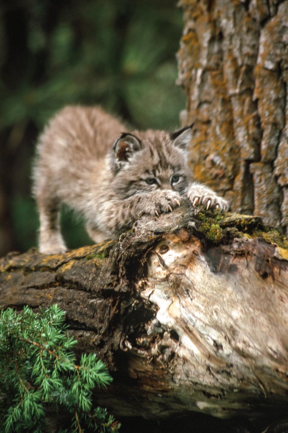 Free Image of Bobcat kitten sharpens claws 