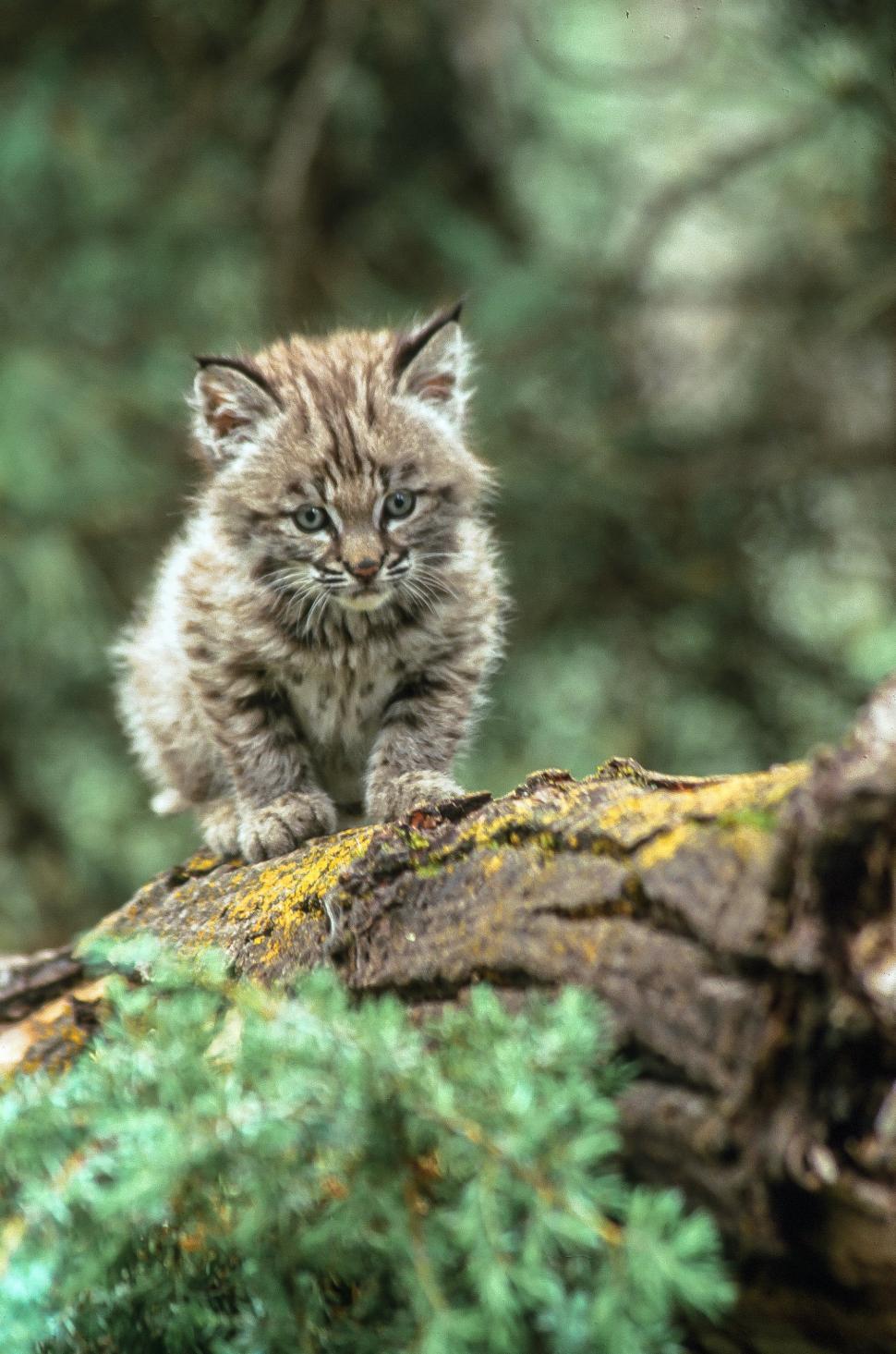 Free Image of Bobcat kitten faces camera 