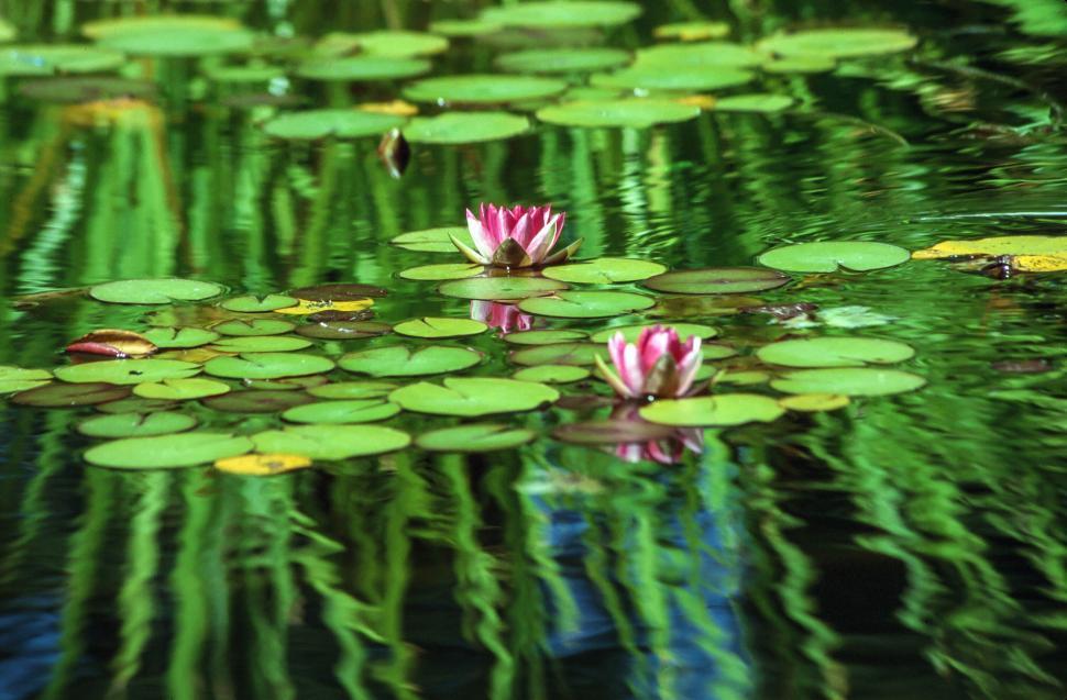 Free Image of Woodland Park Rose Garden, Seattle, Water Lilies 