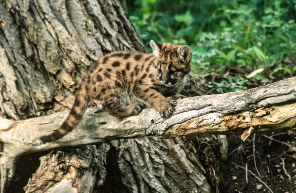 Free Image of Mountain Lion Kitten 
