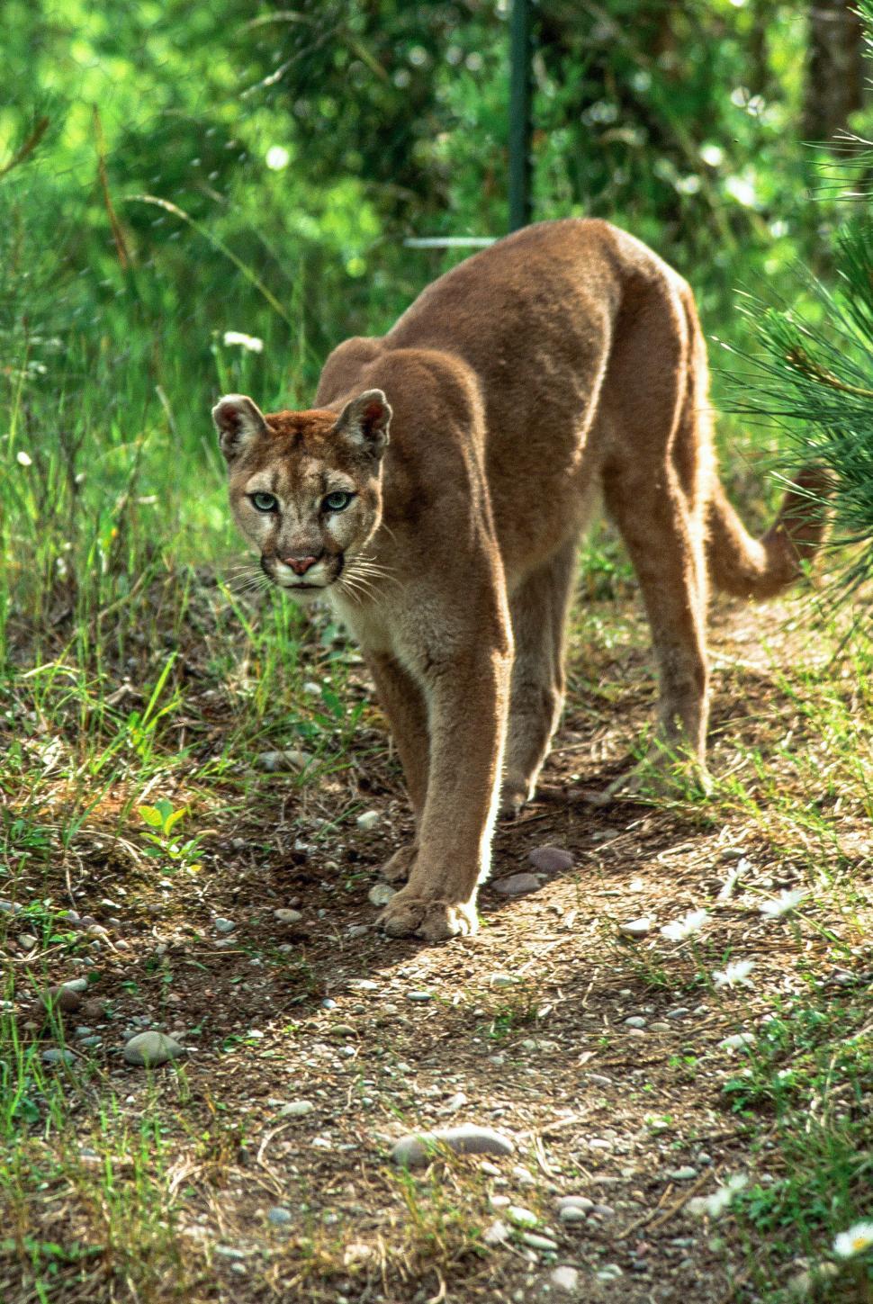 Free Image of Mountain Lion 