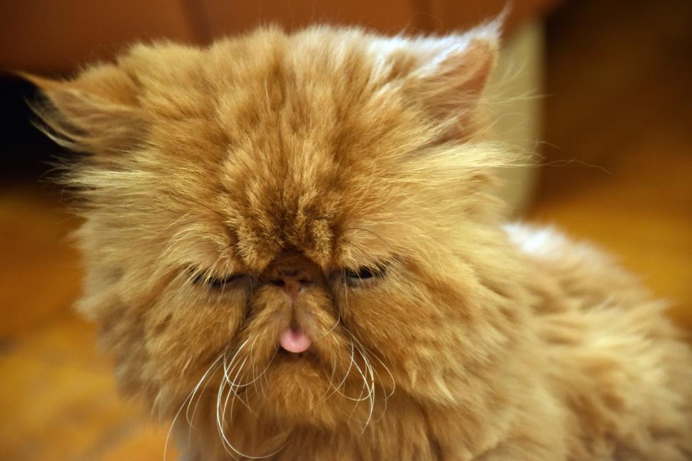 Free Image of Cat Sitting With Eyes Closed on Floor 