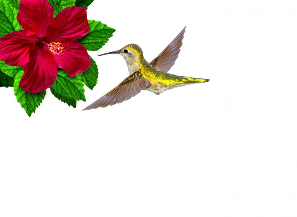Free Image of  Ruby-throated hummingbird hovering over bloomed hibiscus 
