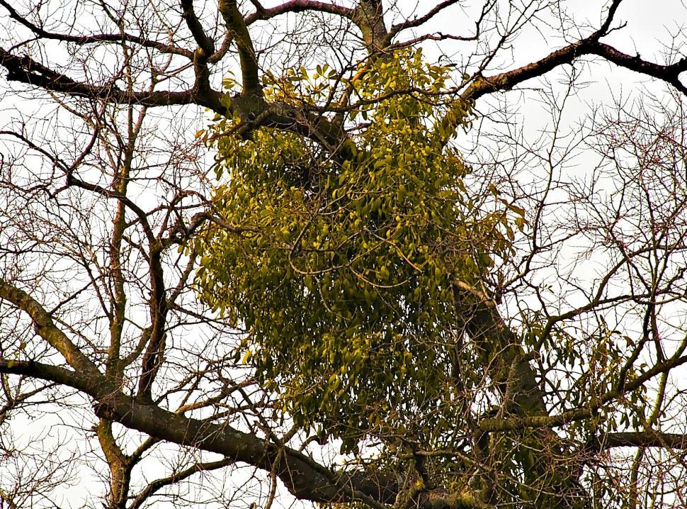 Free Image of Mistletoe 