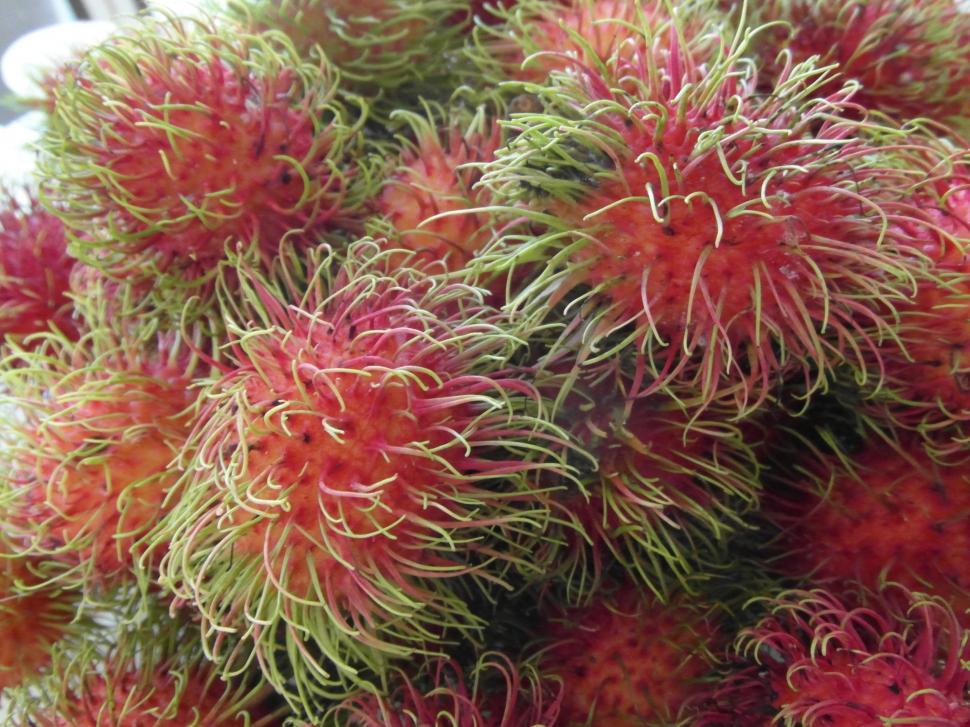 Free Image of Rambutan Fruits  