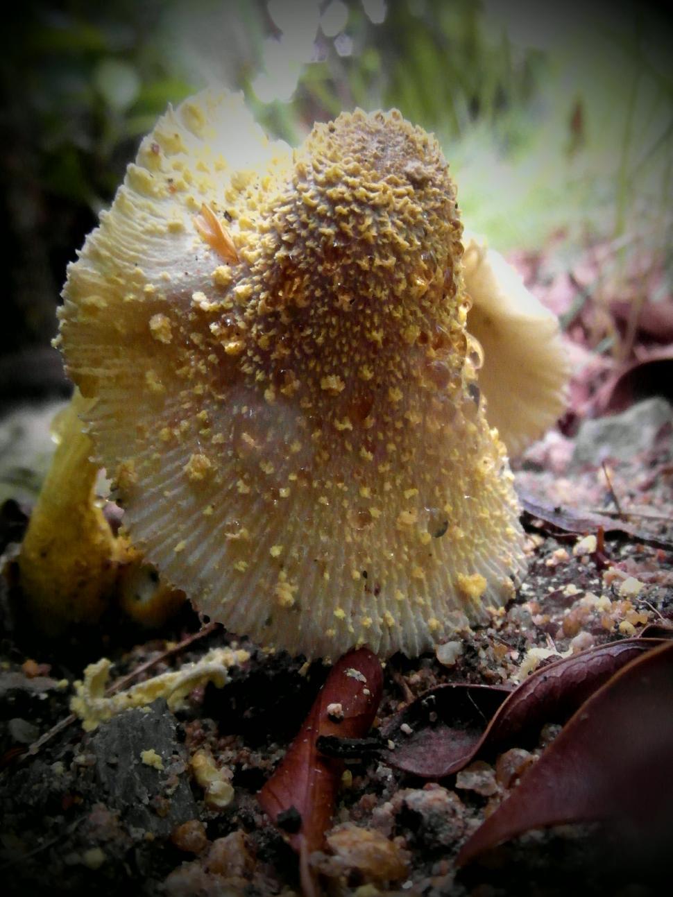 Free Image of Yellow Forest Mushrooms  