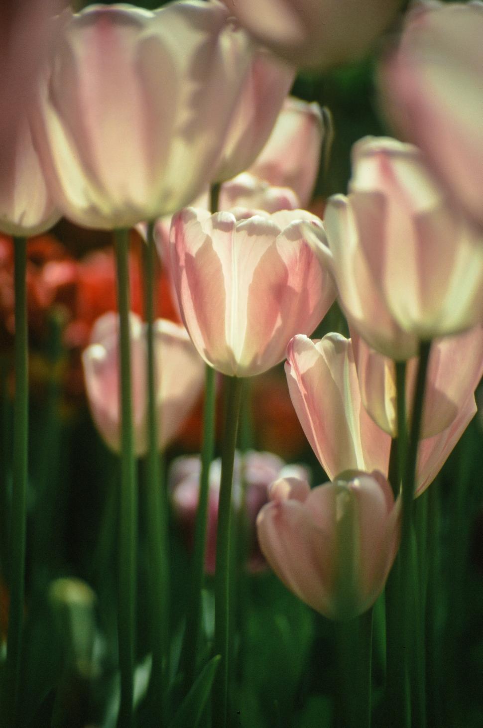 Free Image of Pink Tulips 