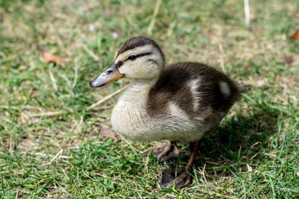 Free Image of Baby duck  