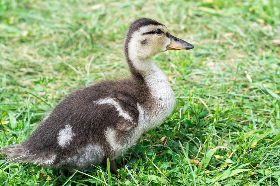 Free Image of Baby duck  