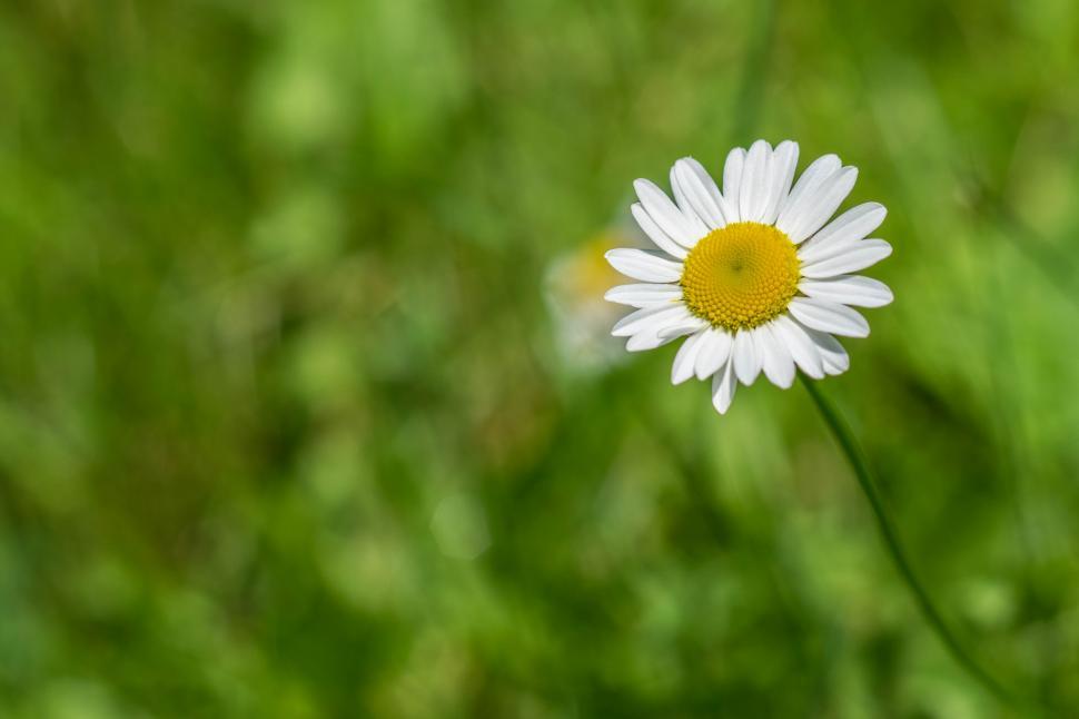 Free Image of Shasta Daisy white flower yellow  