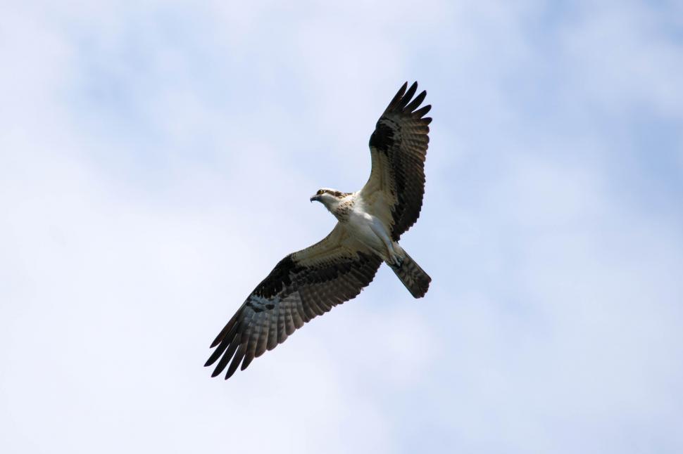 Free Image of osprey in flight fishhawk  