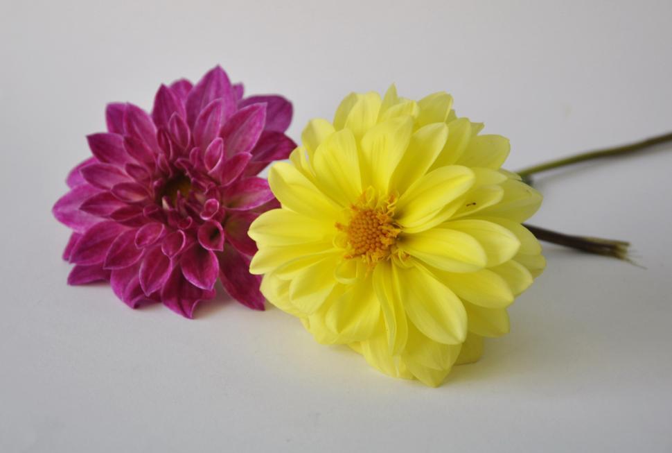 Free Image of Beautiful Flowers  