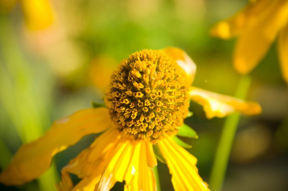 Free Image of Backyard Yellow Flower 