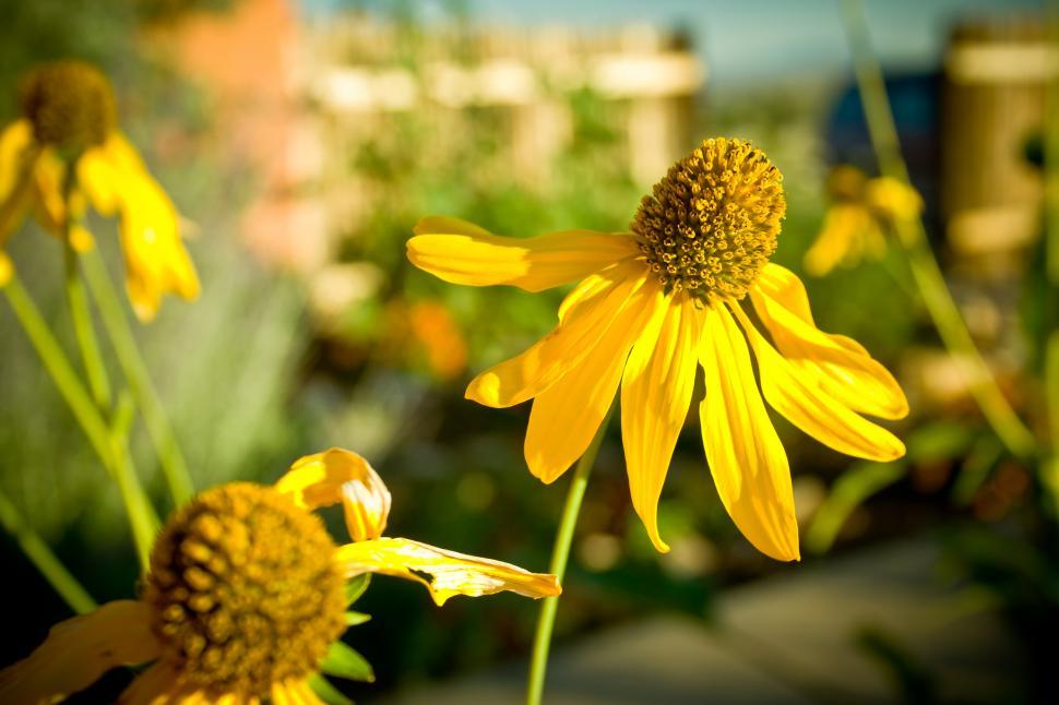 Free Image of Backyard Yellow Flower 