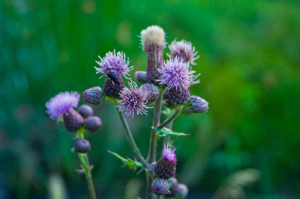 Free Image of Wild Purple Flowers 