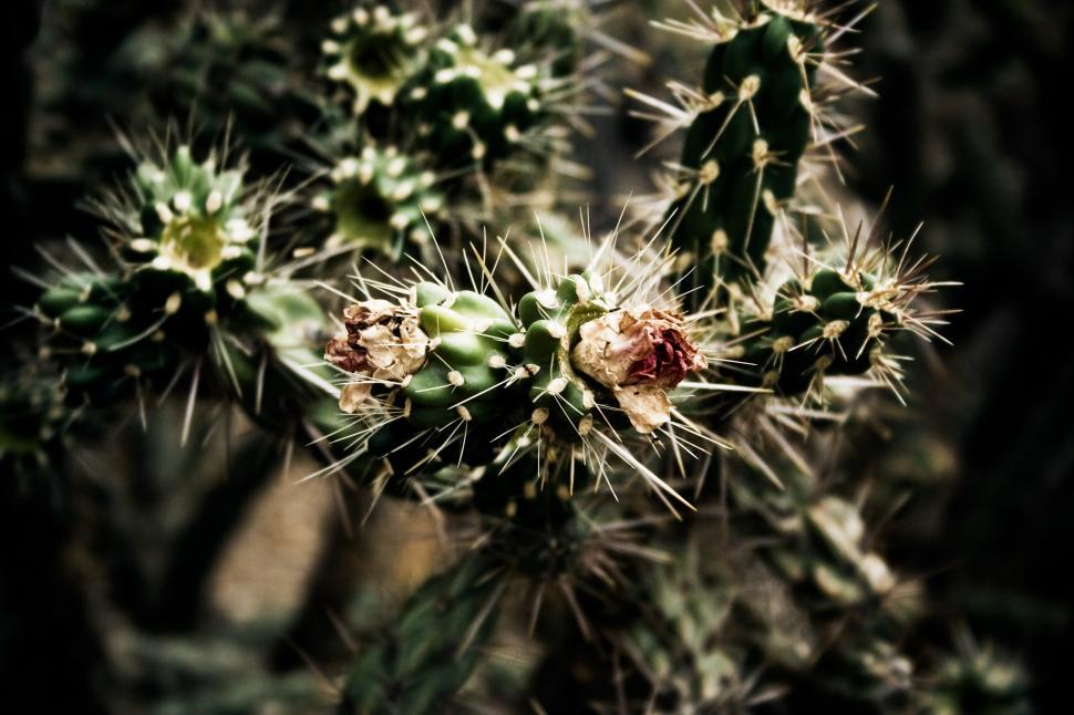Free Image of Desert Cactus 