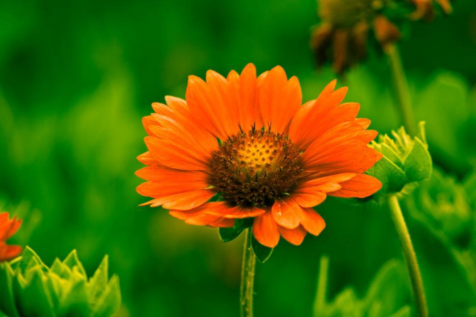 Free Image of Red Flower on Green Background 