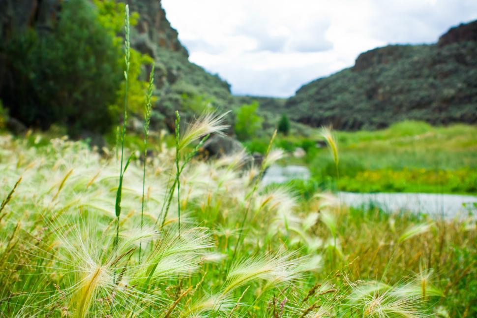 Free Image of Waving Grass by the River 