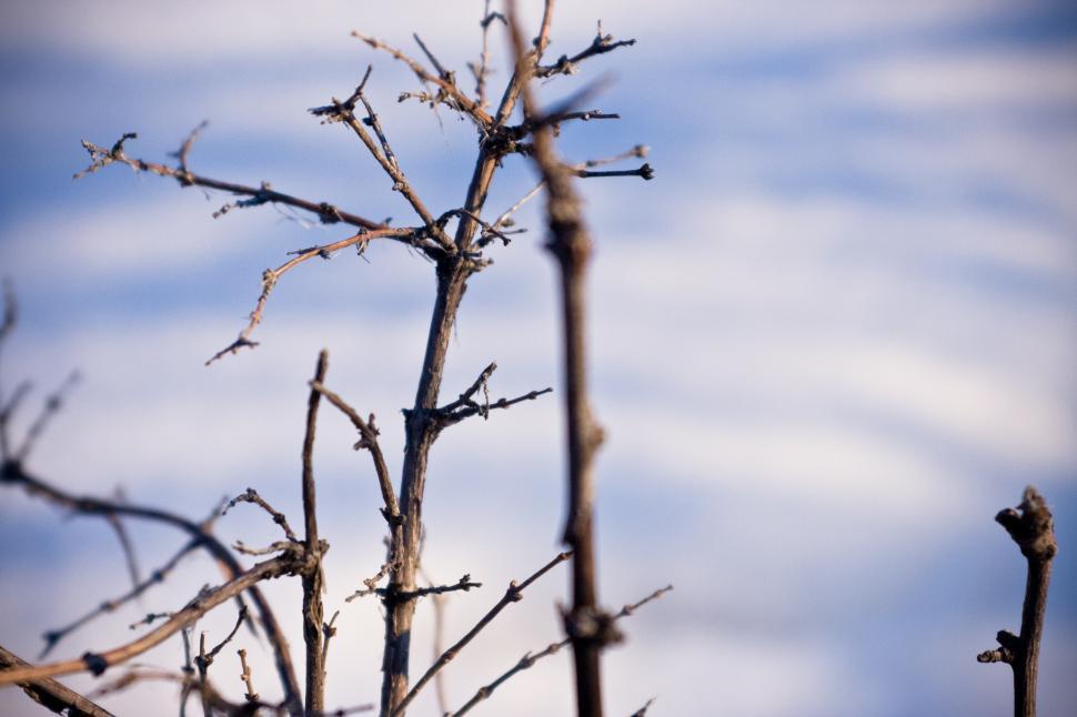 Free Image of Bird Sitting on Top of a Tree Branch 