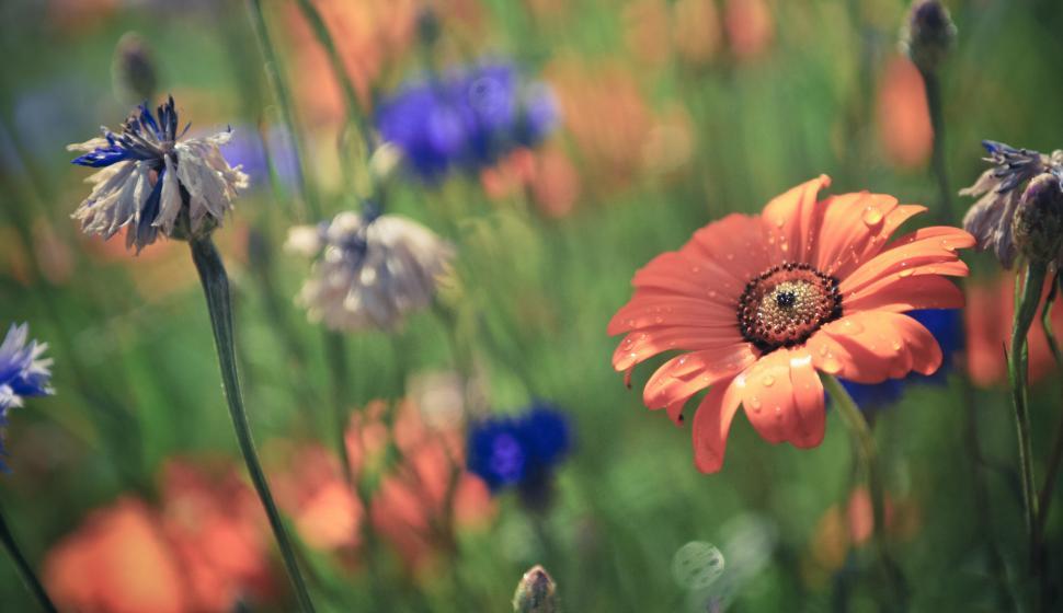 Free Image of Orange flower 