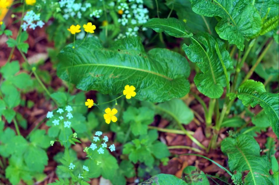 Free Image of Forest detail 