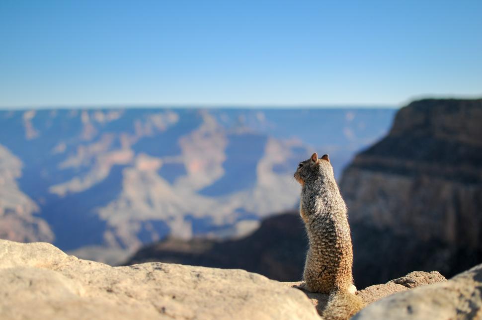Free Image of Squirrel at the Grand Canyon 