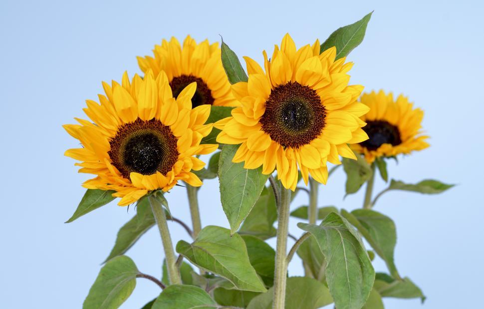 Free Image of Sunflowers 