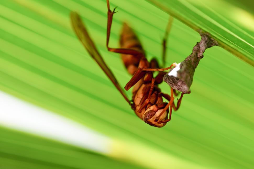 Free Image of Close up of Insect 