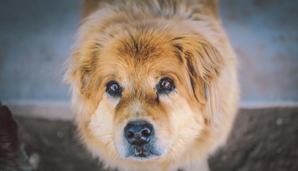 Free Image of Close up of a dog 