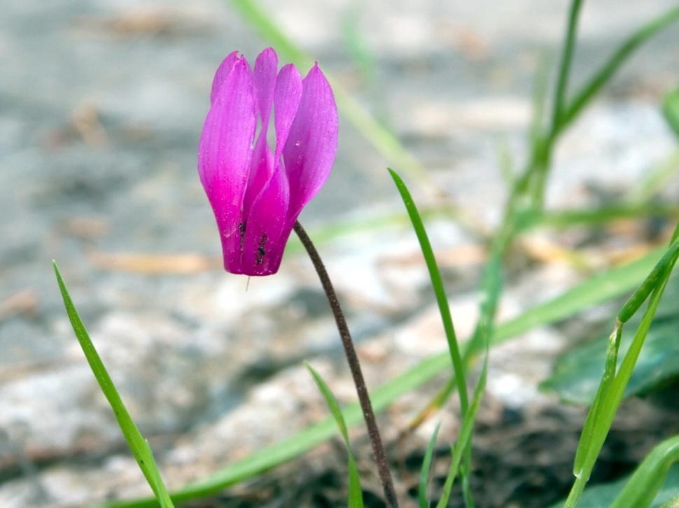 Free Image of Violet 