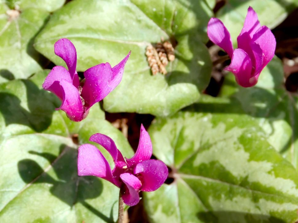Free Image of Small flowers 