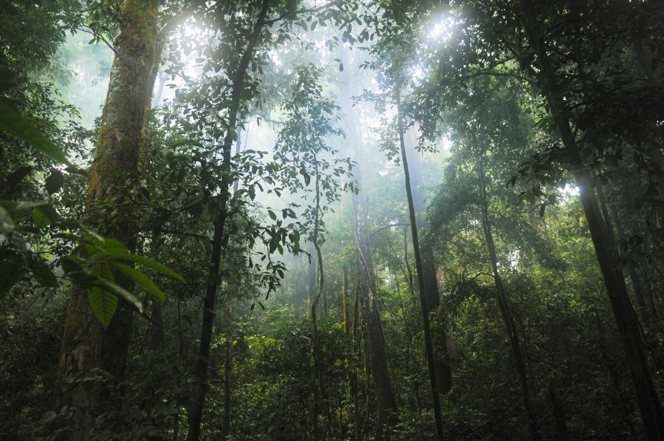 Free Image of Tropical rain forest 