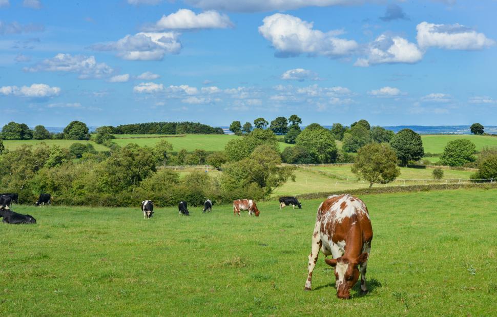 Free Image of Cows in the field 