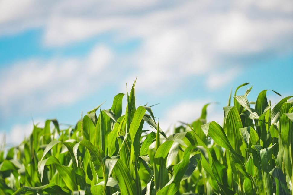Free Image of Close up of leaves  